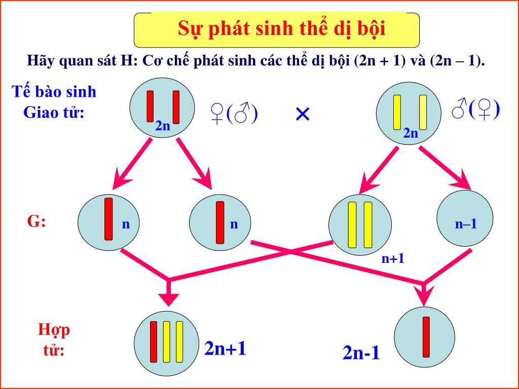 Nêu Cơ Chế Phát Sinh Bệnh Đao: Tìm Hiểu Chi Tiết Về Hội Chứng Down