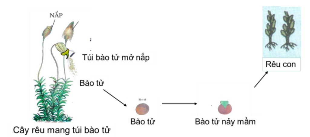 Tóm tắt sự phát triển của rêu bằng sơ đồ. (Gợi ý: cây rêu con, bào ...