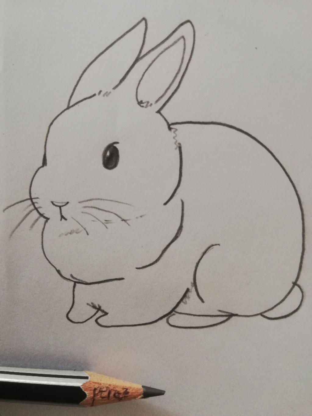 Hướng dẫn Vẽ con thỏ bằng bút chì dễ dàng và đơn giản