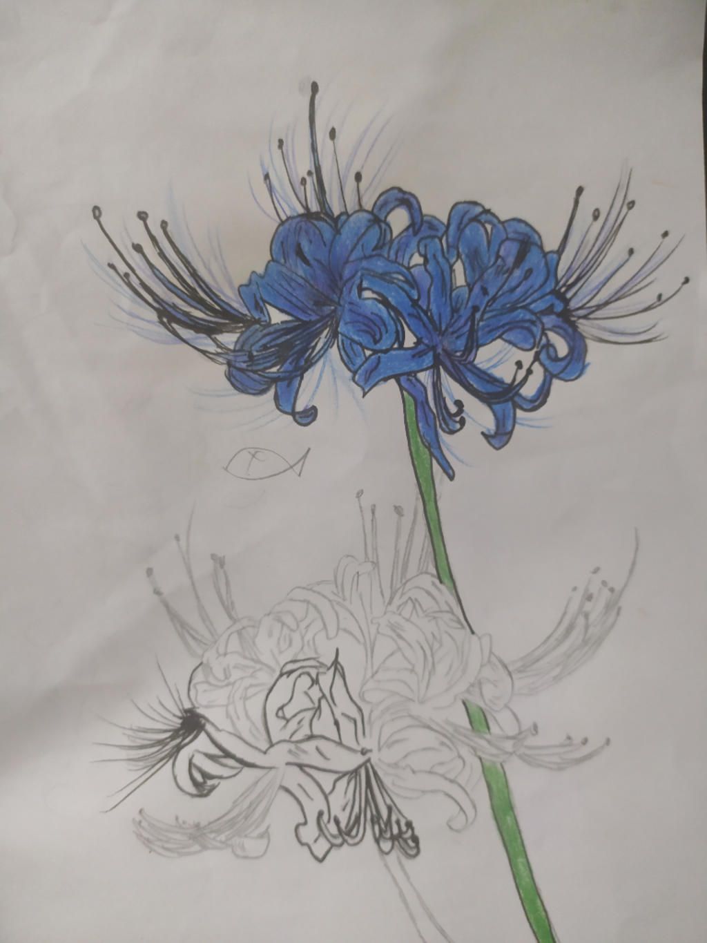 Khám phá cách vẽ hoa bỉ ngạn bằng bút chì với các kỹ thuật đơn giản