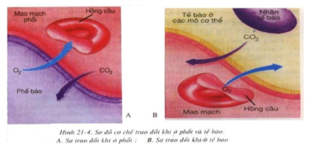 trình bày sự trao đổi khí ở phổi và sự trao đổi khí ở tế bào (vẽ sơ đồ) câu hỏi 174435 - hoidap247.com