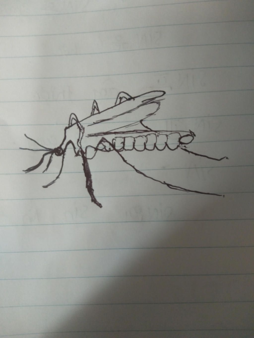 Vẽ Con Muỗi To Bằng Con Ruồi. Câu Hỏi 1015396 - Hoidap247.Com