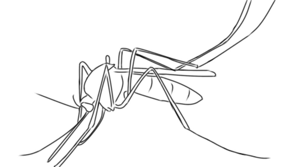 Vẽ Con Muỗi To Bằng Con Ruồi. Câu Hỏi 1015396 - Hoidap247.Com