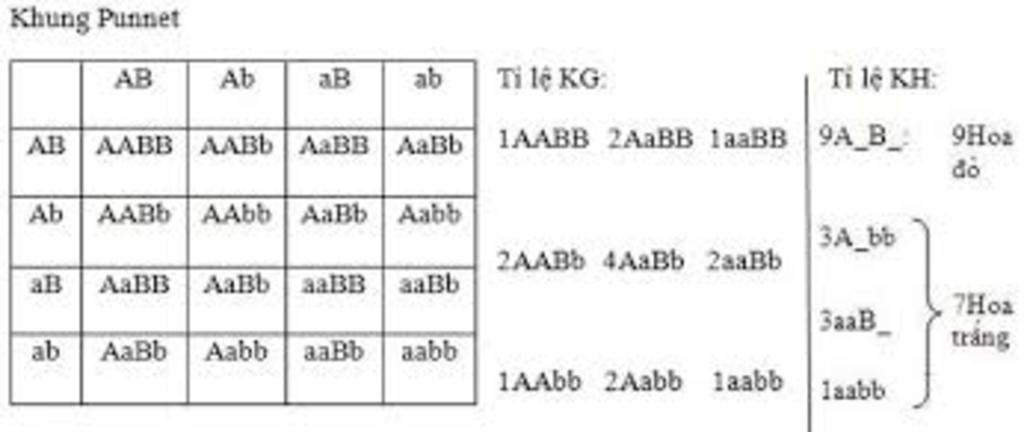 vẽ sơ đồ lai hai cặp tính trạng AaBb vàAaBb câu hỏi 1139552 - hoidap247.com