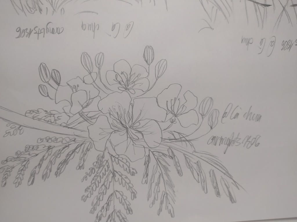 vẽ hoa phượng bằng bút chì