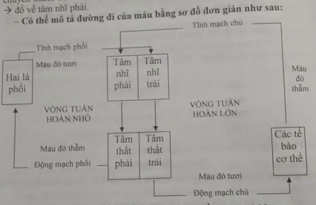 Tim hoạt động, Bộ phận tim, Không mỏi, Suốt đời - Hình ảnh liên quan đến tim hoạt động và bộ phận tim sẽ khiến bạn hiểu thêm về cấu trúc và chức năng của tim, cũng như tầm quan trọng và cách chăm sóc tim. Bạn sẽ hiểu rõ hơn về cách giữ cho tim khỏe mạnh suốt đời và không mỏi.