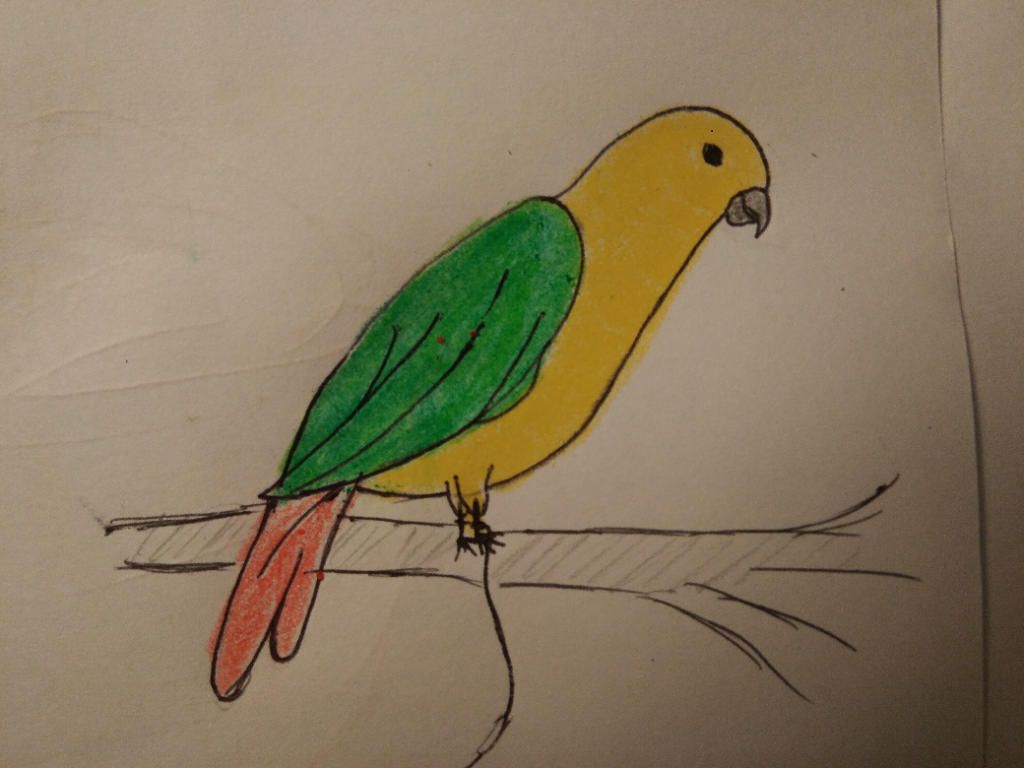 Vẽ Con Chim Vẹt Ahihi - Có Màu - Cute,Kiểu Vẽ Như Mầm Non Với Tiểu Học Ý -  Thanks Câu Hỏi 1609420 - Hoidap247.Com