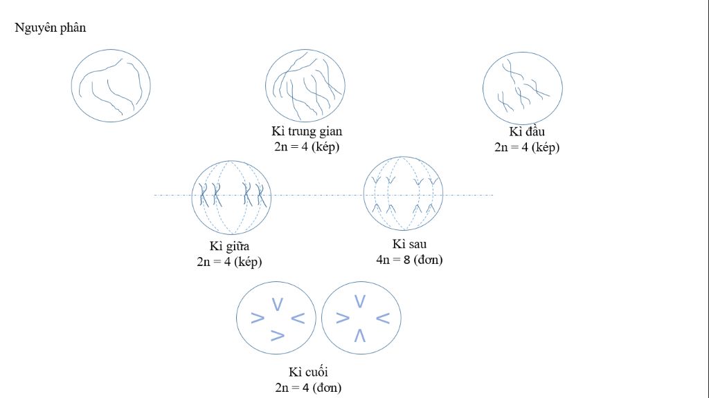 Tế bào phân chia như thế nào  ihope