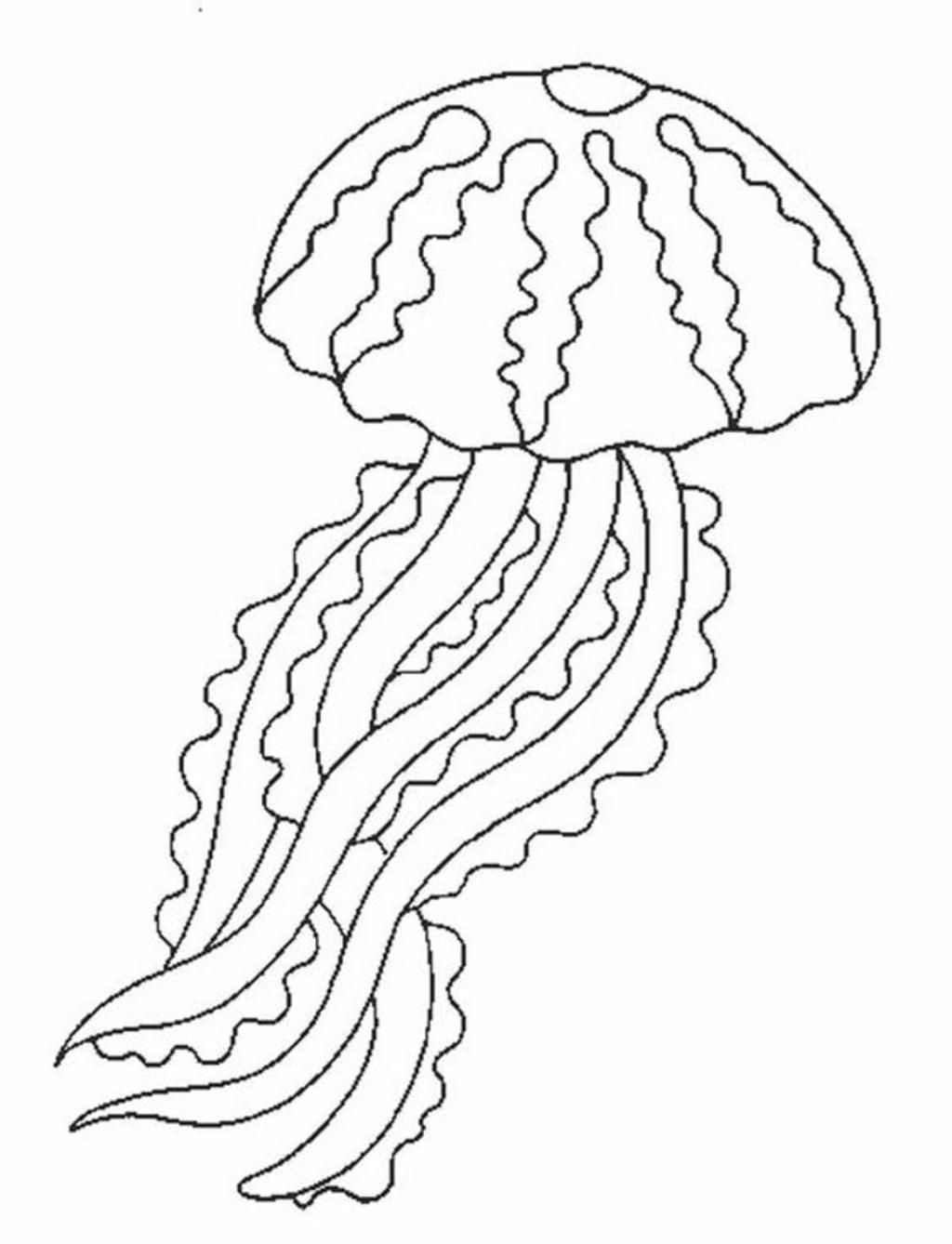 Hình ảnh Vẽ con sứa từng nét đẹp như thật