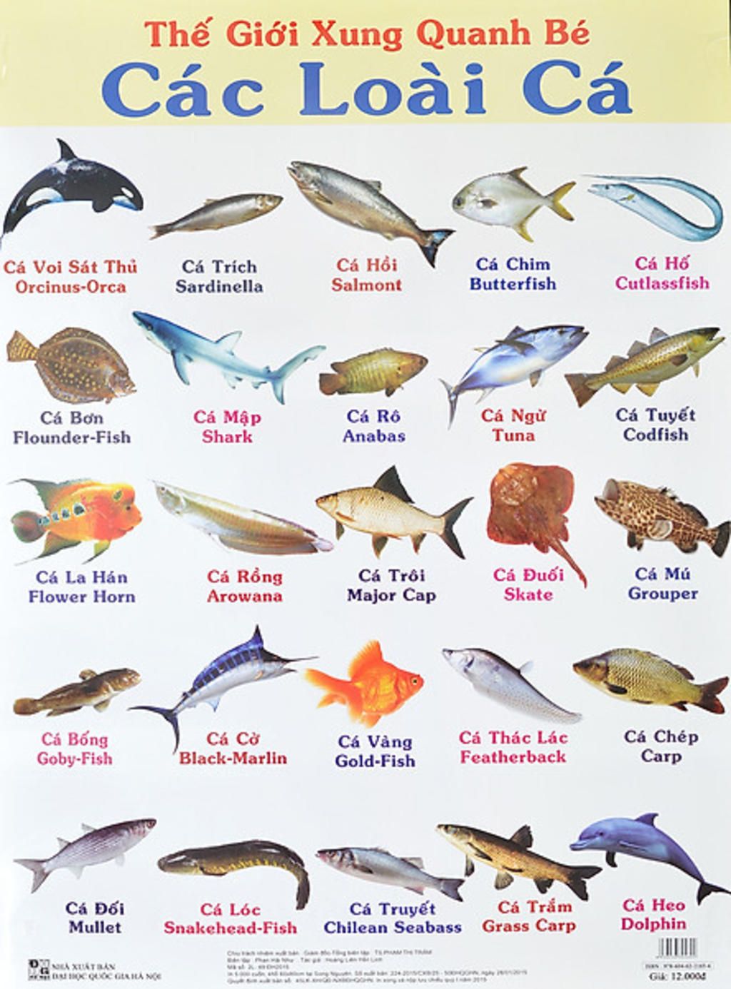 Sưu tầm thông tin và hình ảnh các loài cá để xây dựng bộ sưu tập ...