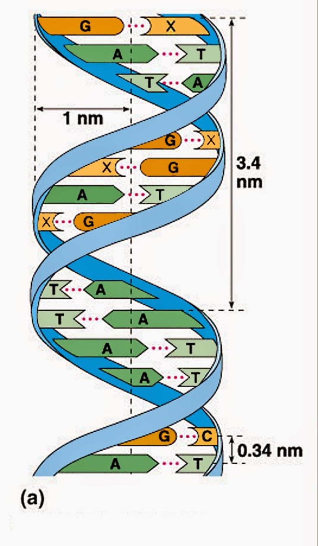 Dạy học stem sản phẩm mô hình ADN