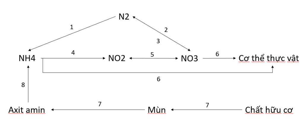 Vẽ sơ đồ chuyển hoá nitơ trong đất? câu hỏi 2527038 - hoidap247.com