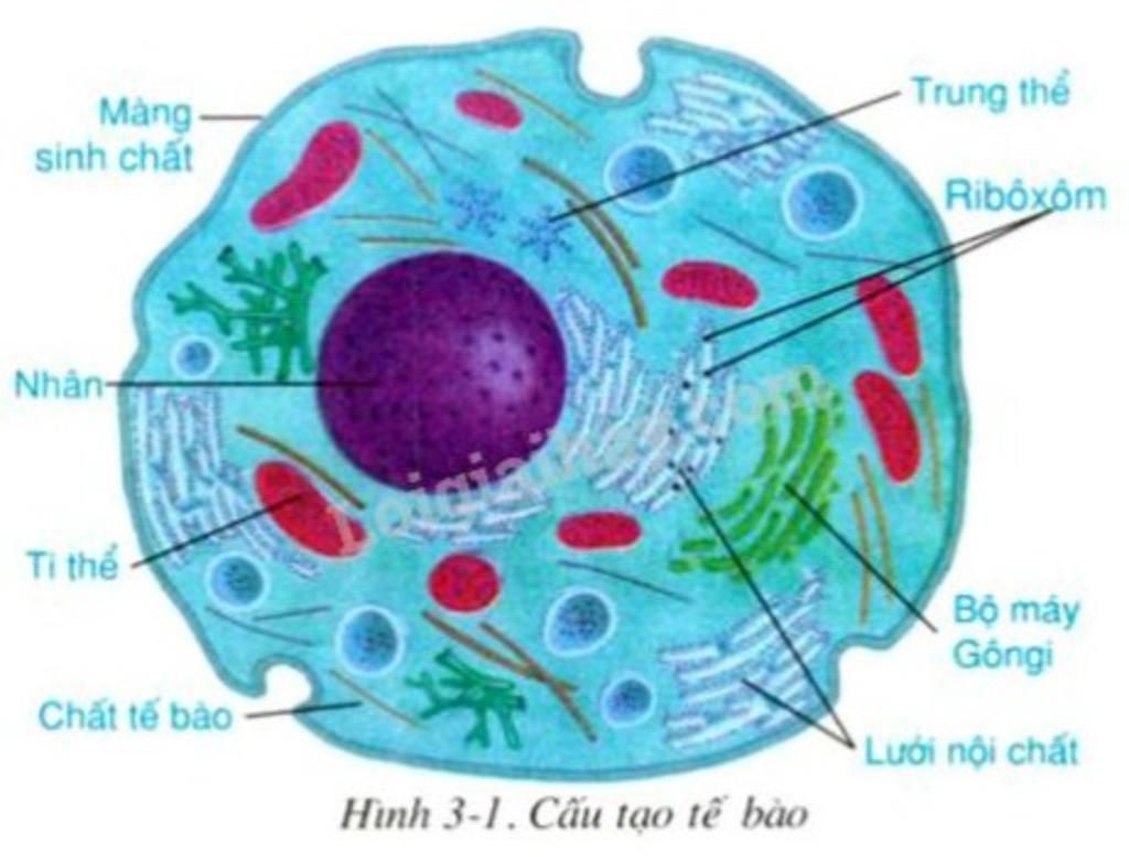 Câu 1: Vẽ hình và chú thích các thành phần cấu tạo của tế bào ...