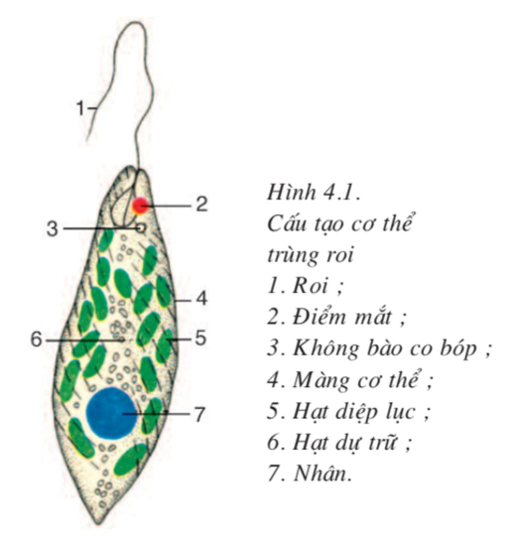 Trùng roi xanh  Wikipedia tiếng Việt