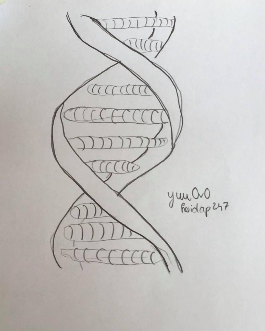 Máy tính Biểu tượng DNA Vẽ Clip nghệ thuật  cấu trúc của adn của con người  png tải về  Miễn phí trong suốt Dòng Nghệ Thuật png Tải về