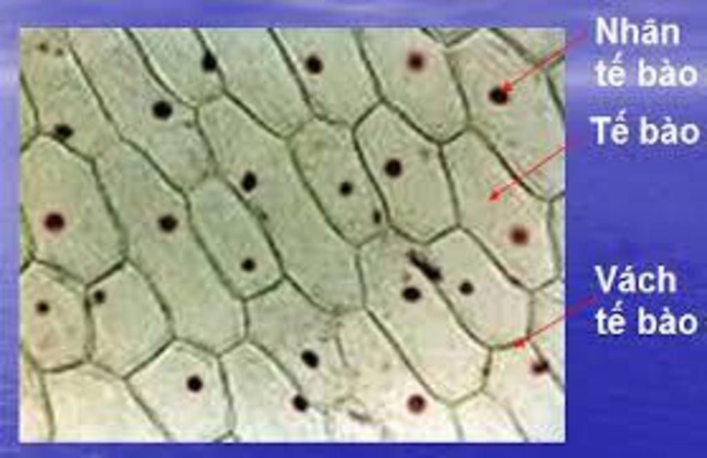 Hình dạng tế bào Cấu trúc chung và Các đặc tính của tế bào