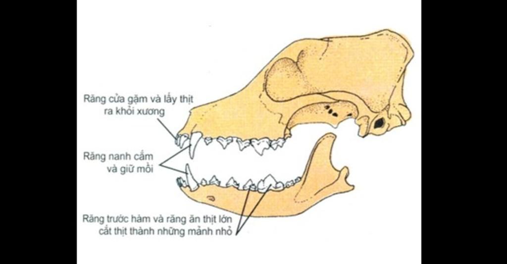 Răng nanh png  PNGEgg