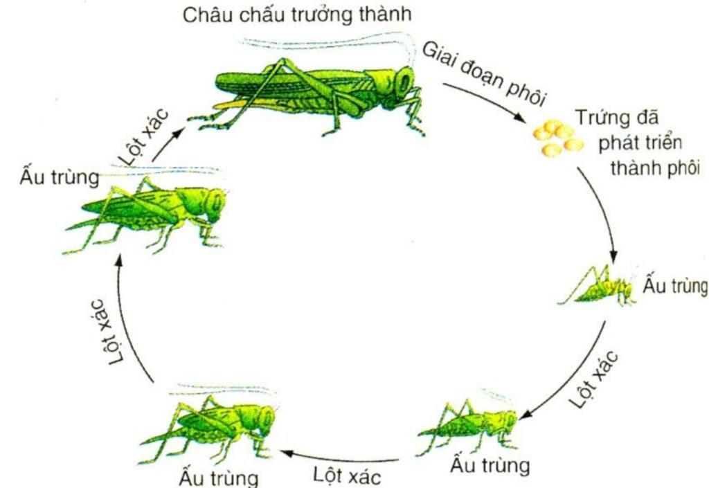 Bộ Sưu Tập Hình Ảnh Con Cào Cào Siêu Đẹp Với Hơn 999 Bức Ảnh Cực Chất 4K   TH Điện Biên Đông