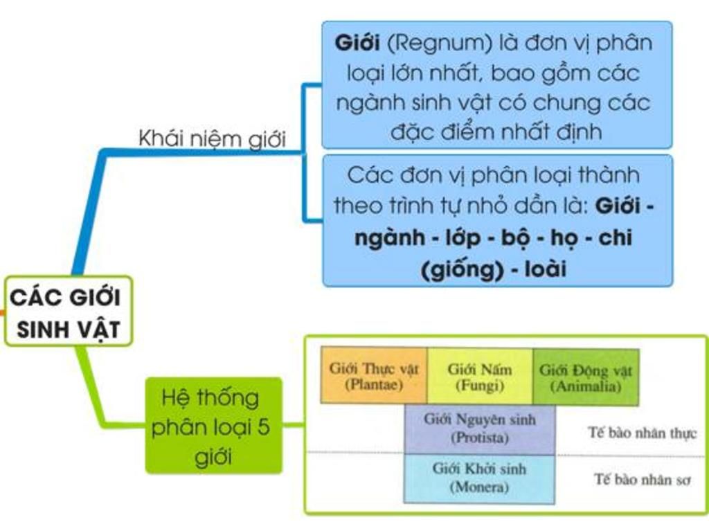 Vẽ sơ đồ tư duy các sinh vật đa dạng thế giới sống (Sinh học lớp 6 ...