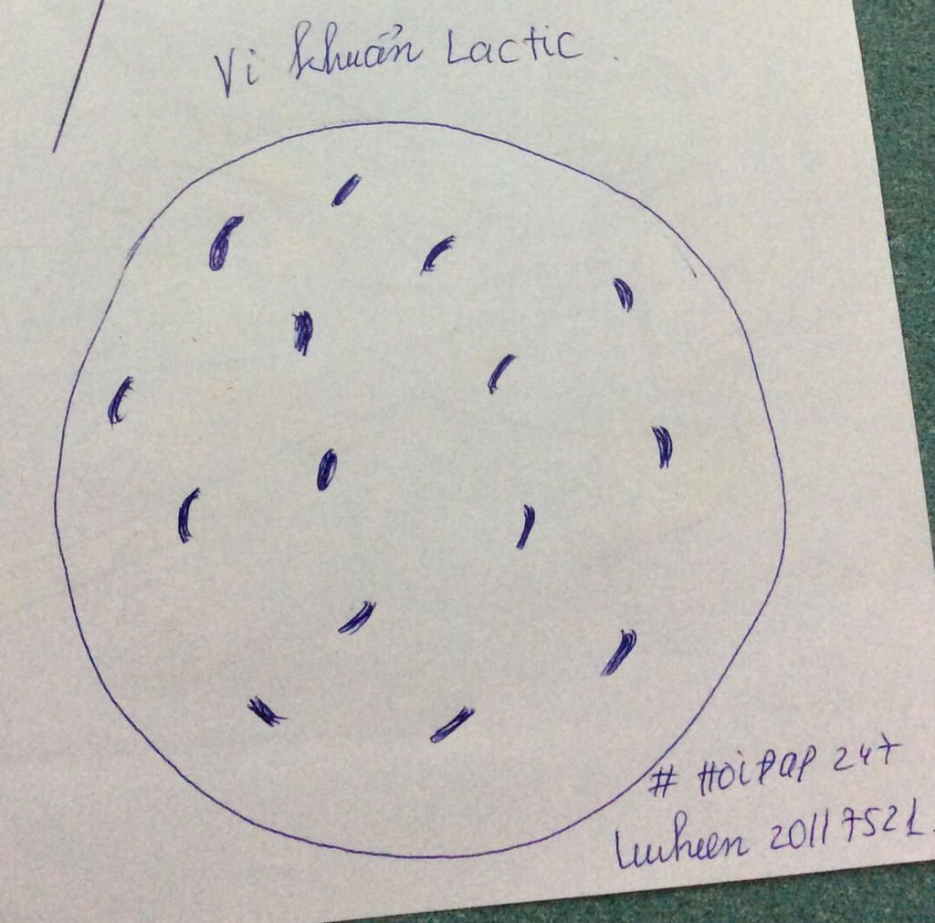 Mn vẽ hình vi khuẩn lactic kèm chú thích cho mik dc ko ạ ,mik cảm ơn câu  hỏi 3806423 