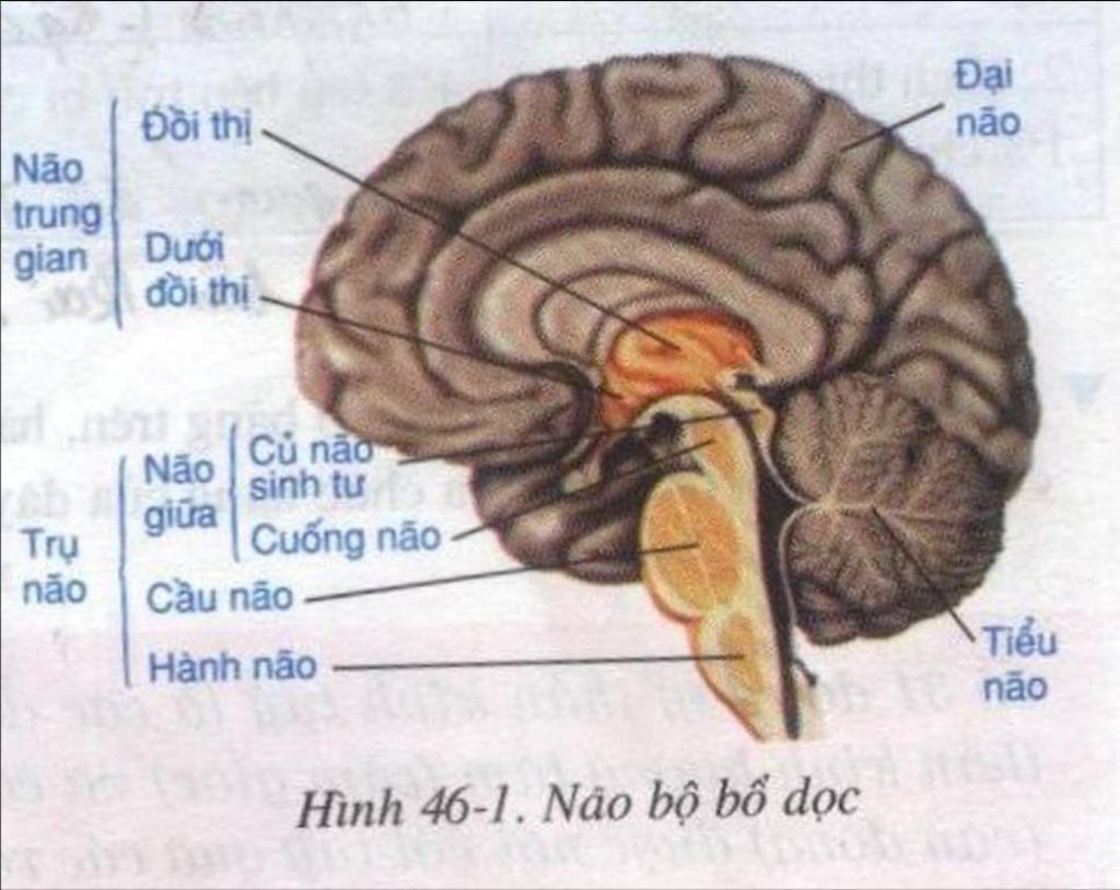 vẽ sơ đồ tư duy bài: Trụ não,tiểu não,não trung gian câu hỏi ...