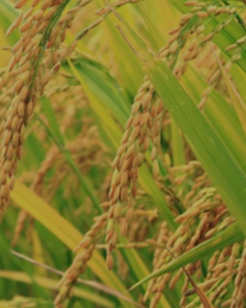 Ngữ Văn Lớp 5: hình ảnh bông lúa và hạt lúa như thế nào - Mầm Non ...
