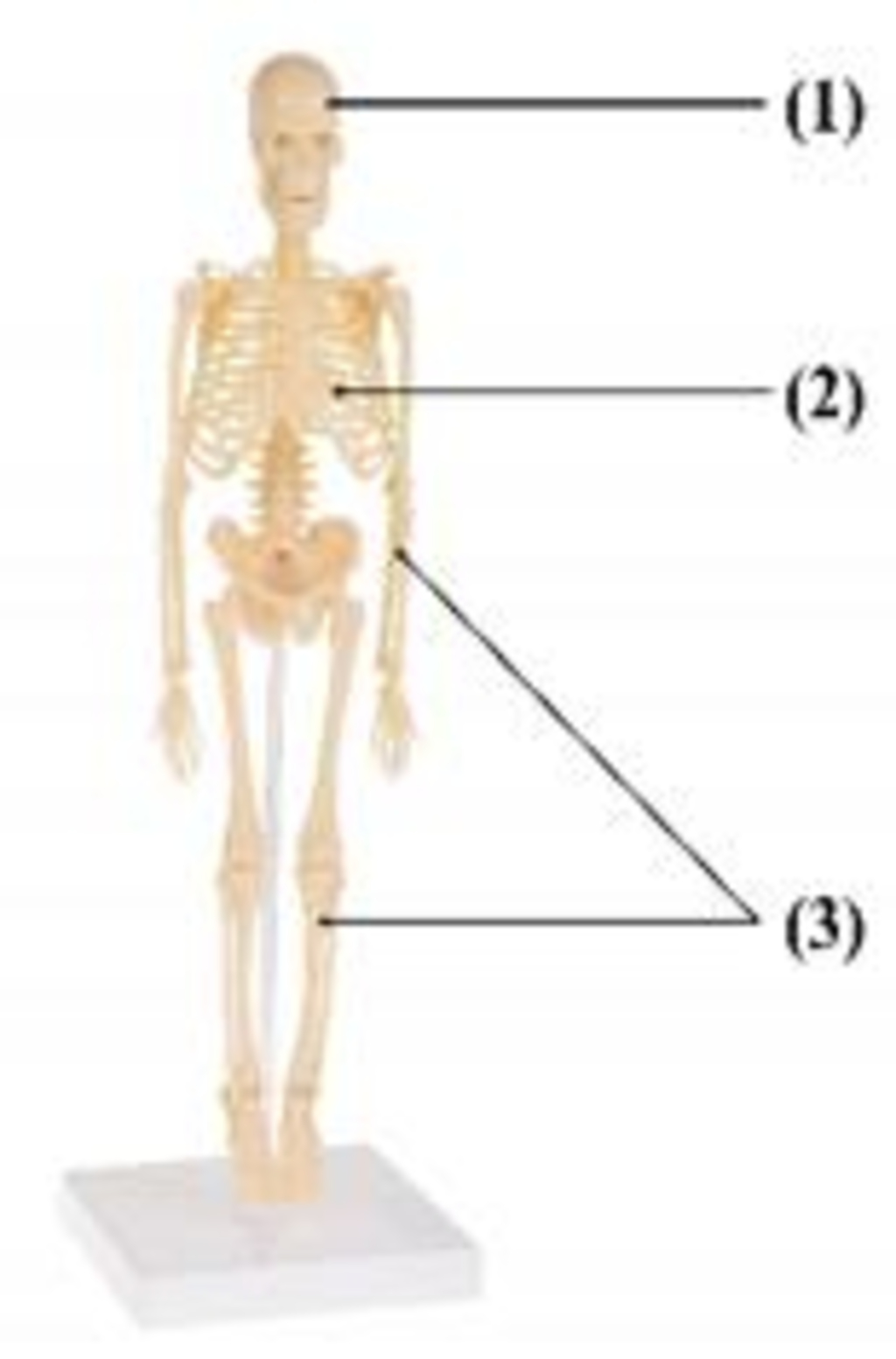 Hình ảnh bên mô tả cấu tạo bộ xương người. Các loại xương tương ...