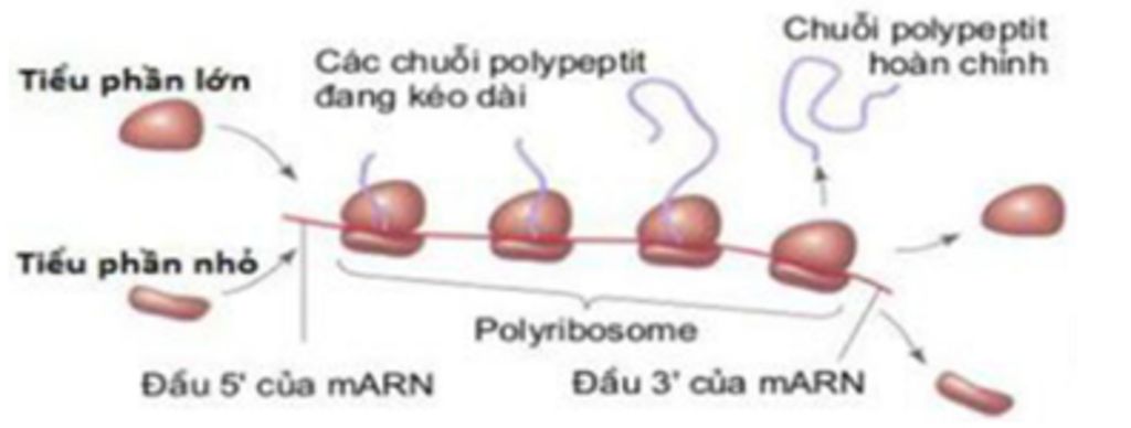 Sản xuất protein của vi khuẩn  ABCs  Nhịp cầu dược lâm sàng