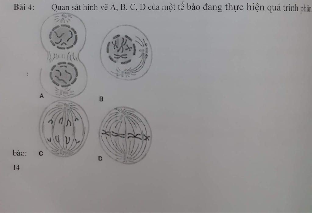 vẽ và chú thích sơ đồ cấu tạo tế bào thực vậthình 74 SGK trang 24  Hoc24