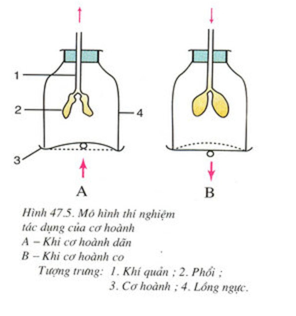 Mô hình phổi và túi phế nang