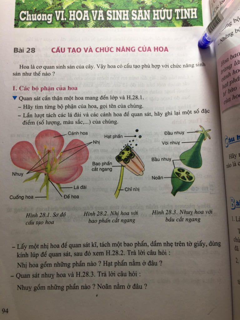 Soạn Các Phần Của Bài 28,Sinh Học Lớp 6. Gấp Ạ!!!Nếu Ai Có Sẵn Rồi Thì Chụp  Wa Giùm Em Nhé. Xin Cảm Ơn!Cie Lo Chuong Vi. Hoa Và Sinh Sản Hữu