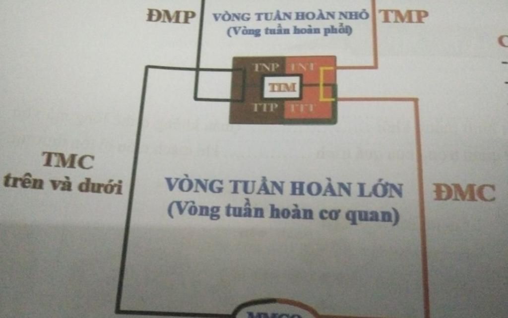 Máu, làm nhiệm vụ quan trọng nhất trong Hệ tuần hoàn, giúp chúng ta sống sót và khỏe mạnh. Hãy cùng xem các hình ảnh liên quan để hiểu rõ hơn về sự phức tạp và tuyệt vời của Máu và Hệ tuần hoàn như thế nào. Sẽ thật hấp dẫn đúng không nào?