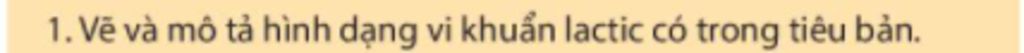 Vẽ vi khuẩn lactic như thế nào?