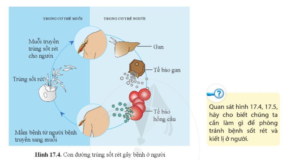 Quan sát hình 17.4, 17.5, hãy cho biết chúng ta cần làm gì để ...