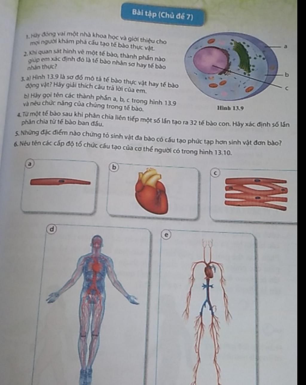 Cách để Làm mô hình tế bào động vật  wikiHow