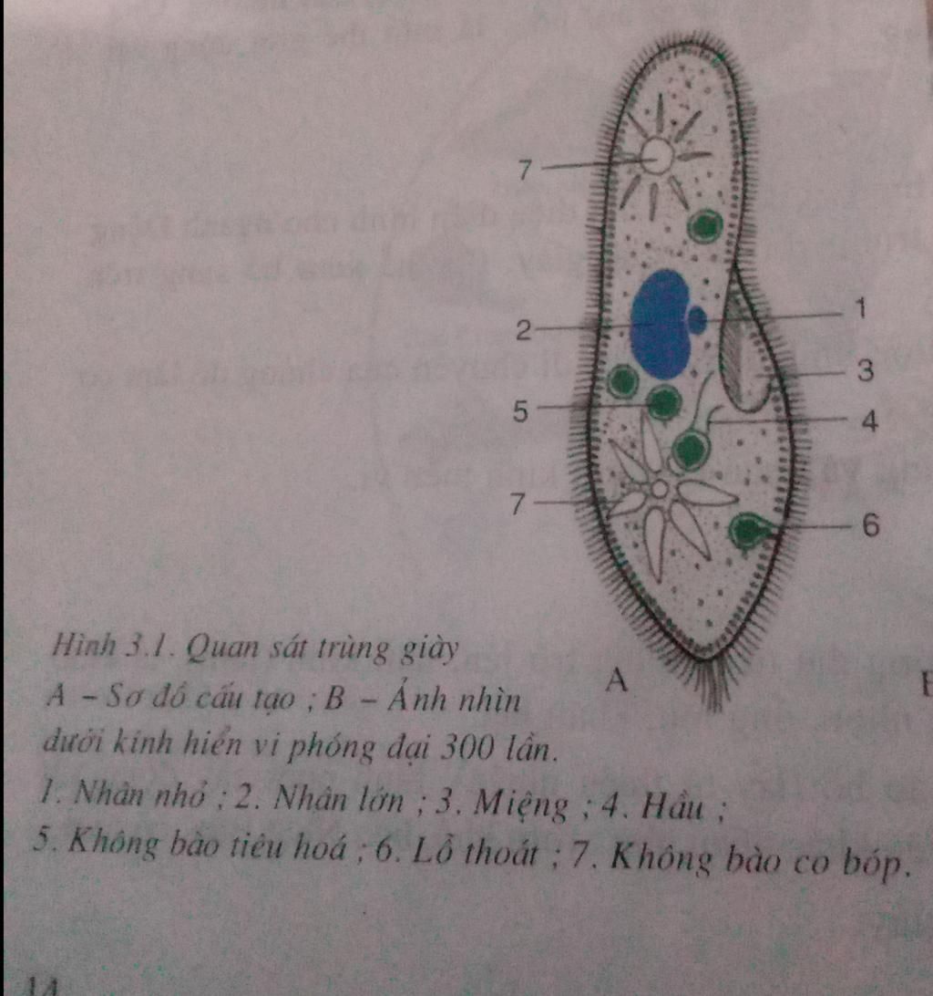 Vẽ dùm nha, đẹp đẹp cái, ở mỗi số chỗ con trùng roi viết tên bộ ...