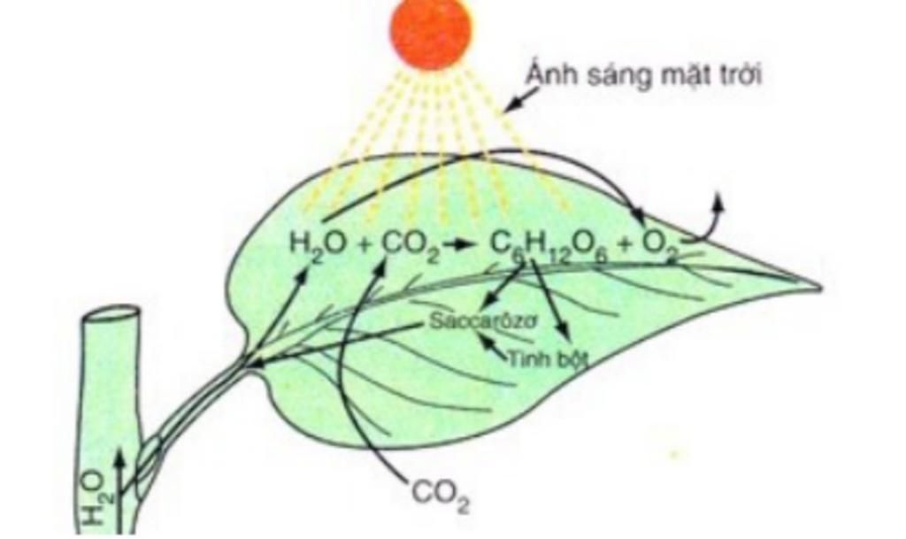 Mô tả quá trình phản ứng CO2 + H2O ---- onerror=