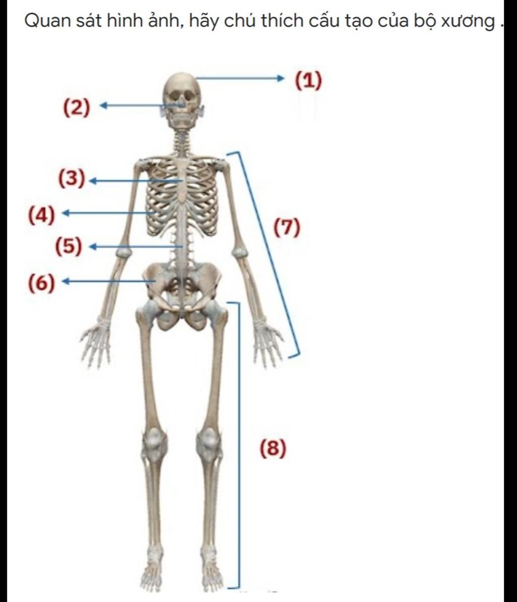 Quan sát hình ảnh, hãy chú thích cấu tạo của bỘ xương (1) (2) (3 ...