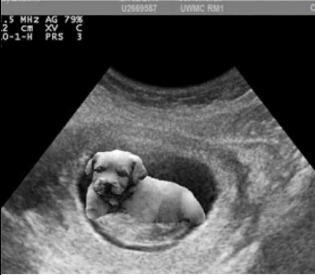Ảnh siêu âm chó: Hình ảnh siêu âm của chó sẽ giúp bạn nhìn thấy rõ hơn về tình trạng sức khỏe và trạng thái thai nhi của chú cún của bạn. Bằng cách này, bạn có thể giúp cho chó cưng của mình có một cuộc sống khỏe mạnh và hạnh phúc hơn.