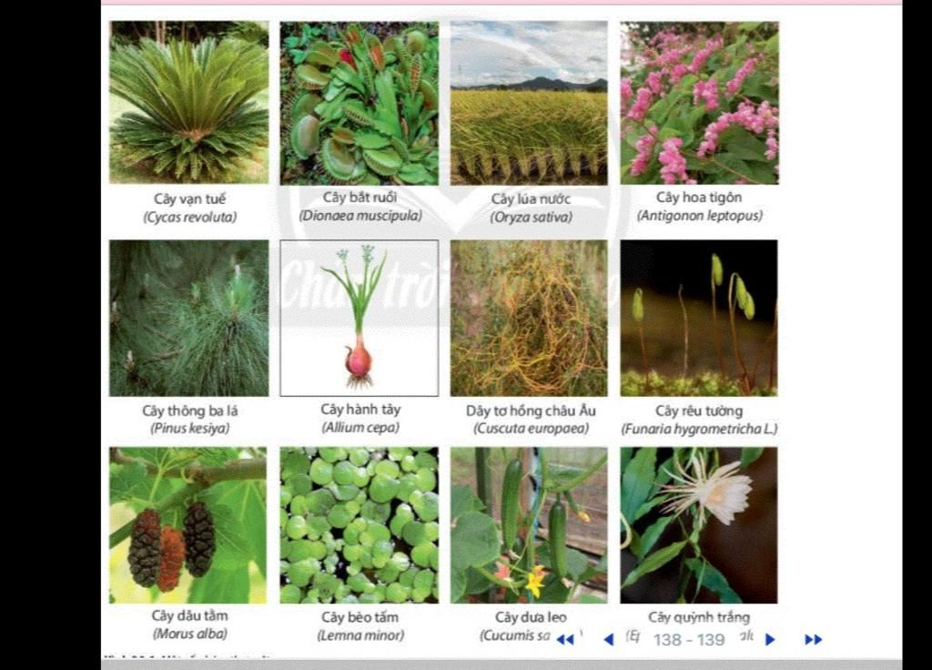  Cây dâu tằm thuộc nhóm thực vật nào - Những điều thú vị về loại cây dâu tằm