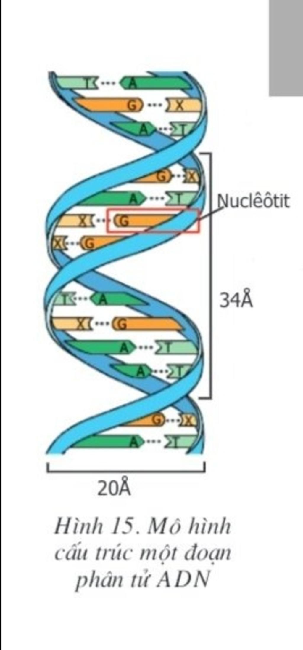 MÔ HÌNH ADN  Sinh học phân tử  Dien Tuyet  Website của Dien Tuyet