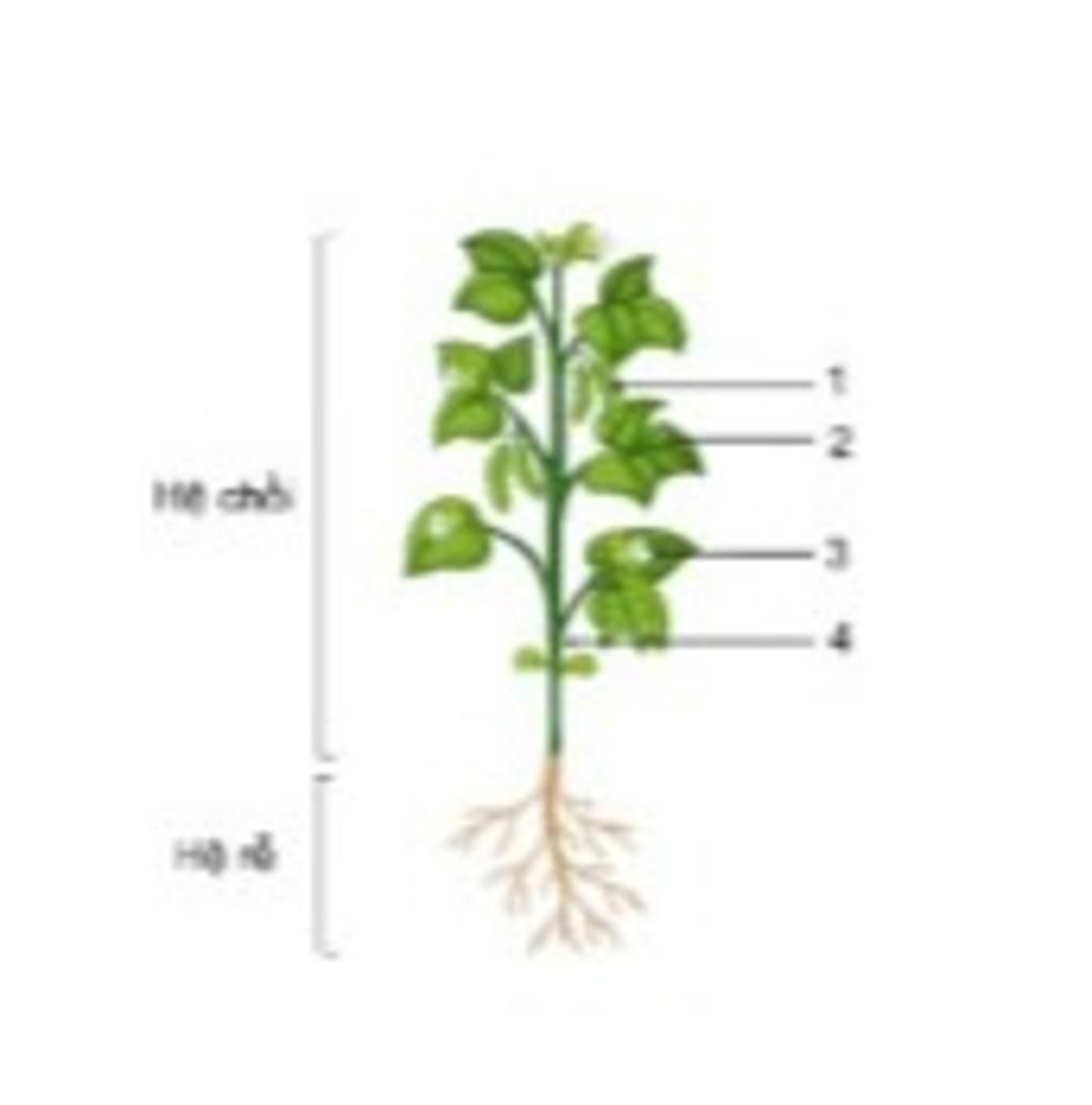 Câu 16. Dựa vào sơ đồ mối quan hệ: cơ quan - cơ thể thực vật (hình vẽ ...