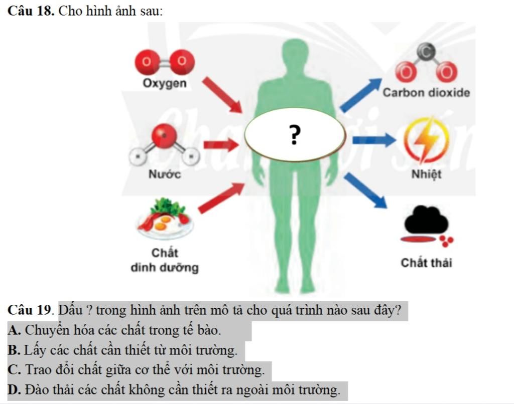 Oxi Tính chất ứng dụng và cách điều chế Tổng hợp lớp 810