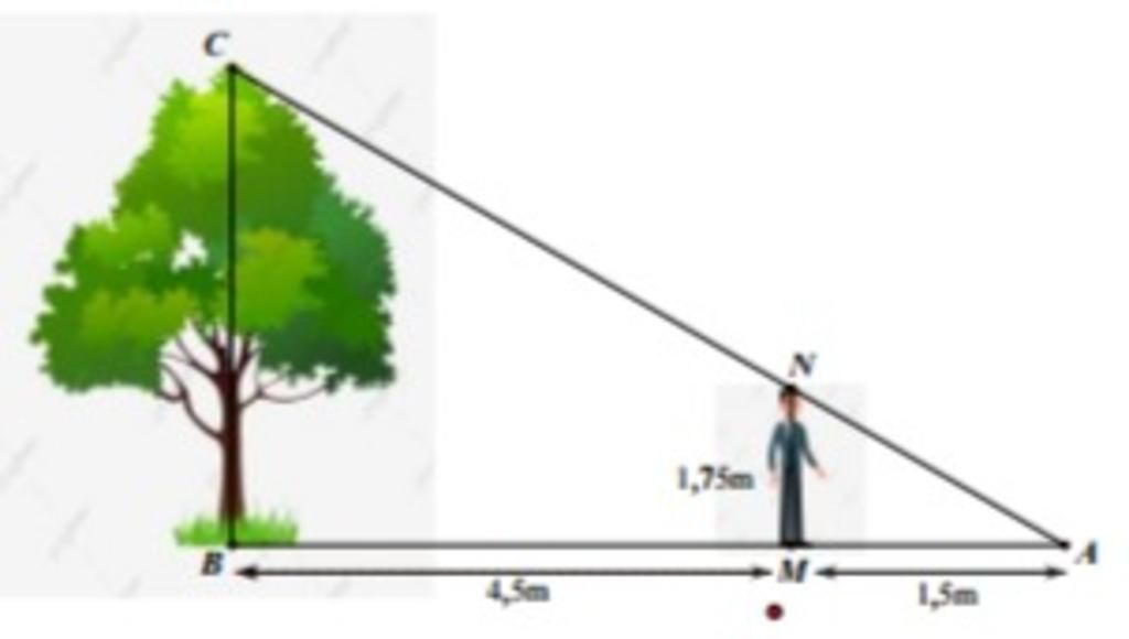 Lịch sử giá Học liệu nối hình với bóng cập nhật 72023  BeeCost