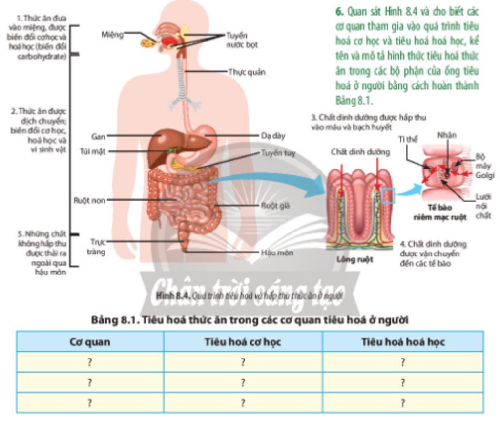 Tổng hợp 92 hình về mô hình cơ quan tiêu hóa  NEC